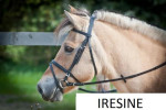 Iresina